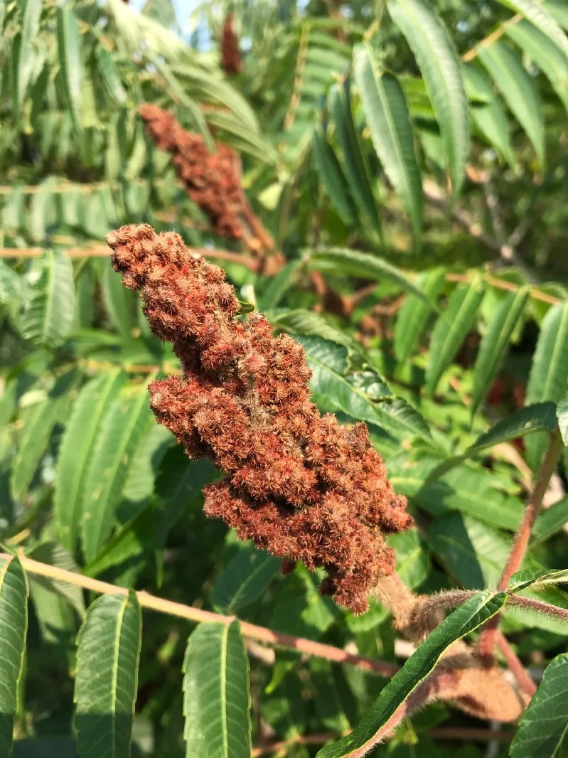 sumac8.jpg