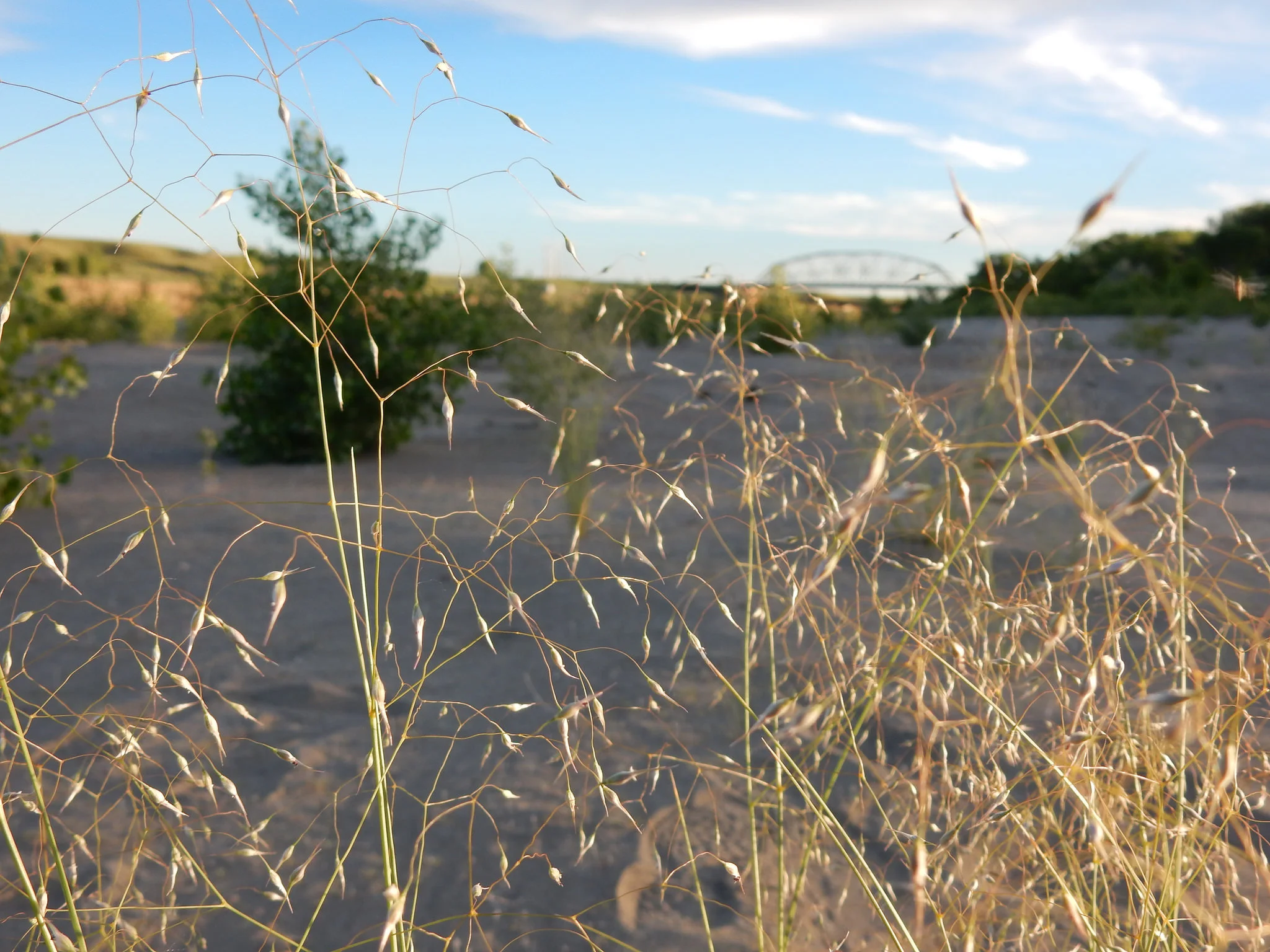 This photo, taken by Matt Lavin, was retrieved under Creative Commons licensure from here .