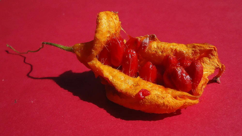 Archive Of Strange And Unusual Food Plants Pull Up Your Plants