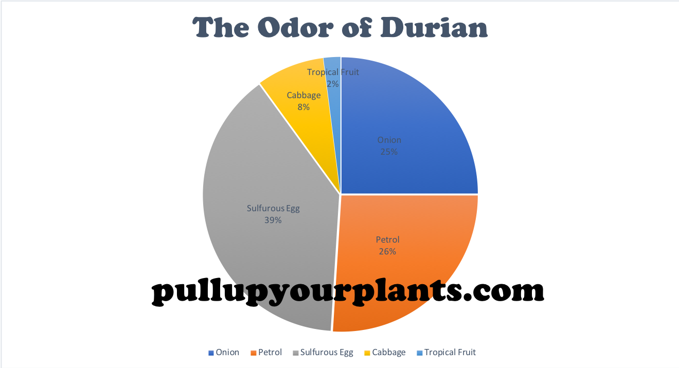 Graph 1: An Empirical Visualization of the odor of Durio zibethinus.