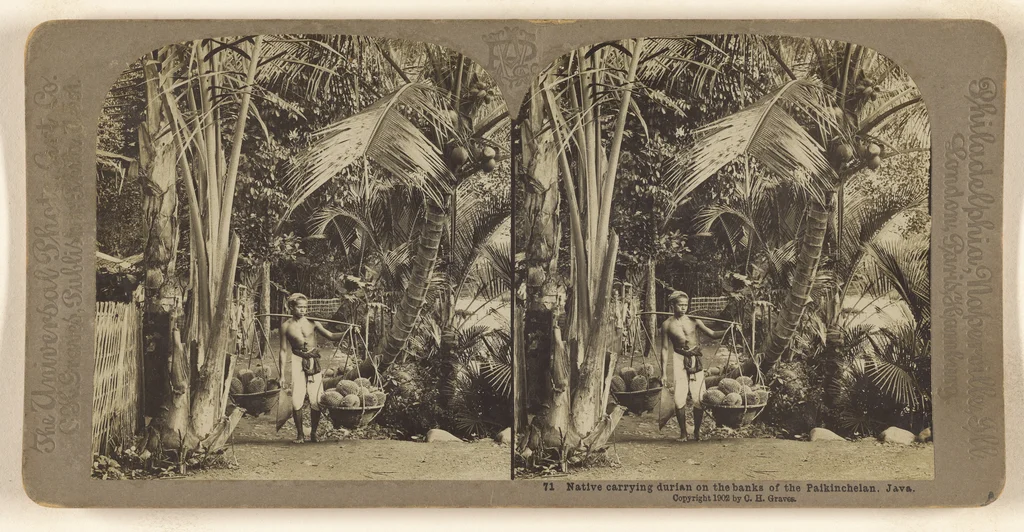 Carleton H. Graves, photographer (American, 1867 - 1943), Native carrying durian on the banks of the Paikinchelan. Java. , American, 1902, Gelatin silver print, 84.XC.979.4108.