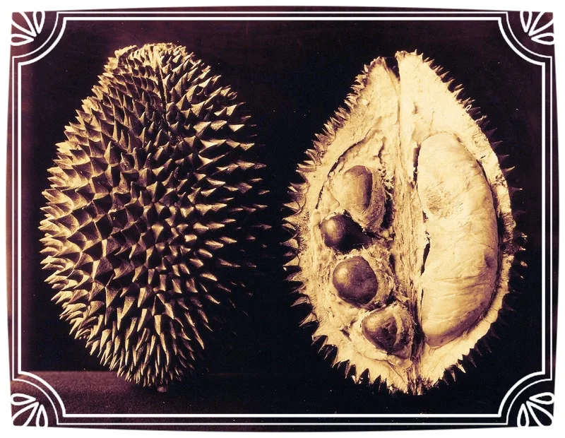 Durian: A Spiked Bowling-Ball Full of Sweet Pudding
