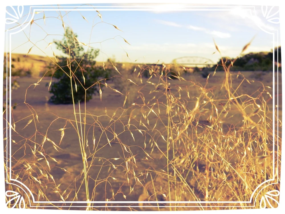 Ricegrass: A Native Dry-Land Rice for Dumplings, Bread, and Tortilla-Making