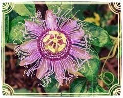 Maypop: A Cold-Hardy Passion Fruit Native to North America