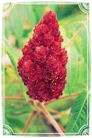 Two Edible and Drought-Tolerant Sumacs for Food, Medicine, and… Male Pregnancy.