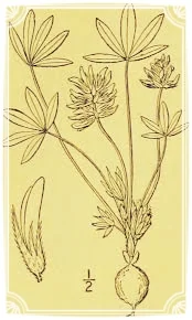 Bread Root: A Native "Potato" that Needs No Supplemental Watering