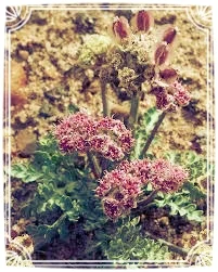 Bulbous Spring Parsley: Because "Bulbous" is the #1 Best Word Ever