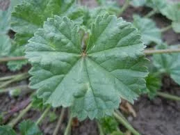 Common Mallow: A Strangely Erotic Medicinal Powerhouse