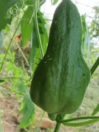 Achocha: An Edible Gourd that Freaking Explodes