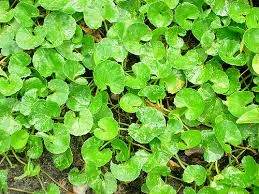 Gotu Kola: An Inimitably Weird and Exciting Story (Part 1)
