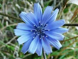 Chicory: The Lady Waiting by the&nbsp;Road