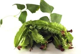 Goa Bean: It'll Make Your Other Plants Feel Bad About Themselves