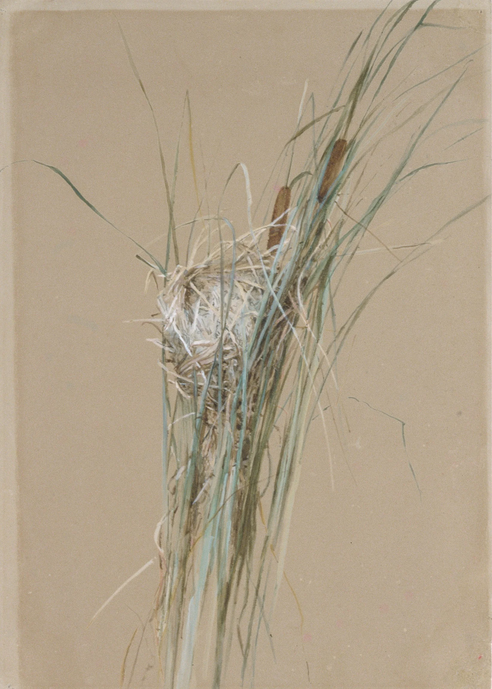 Bird's Nest in Cattails. Painted in 1875 by Fidelia Bridges using watercolor and gouache. This painting is housed at The Metropolitan Museum of Art. Image in the Public Domain and can be accessed HERE.