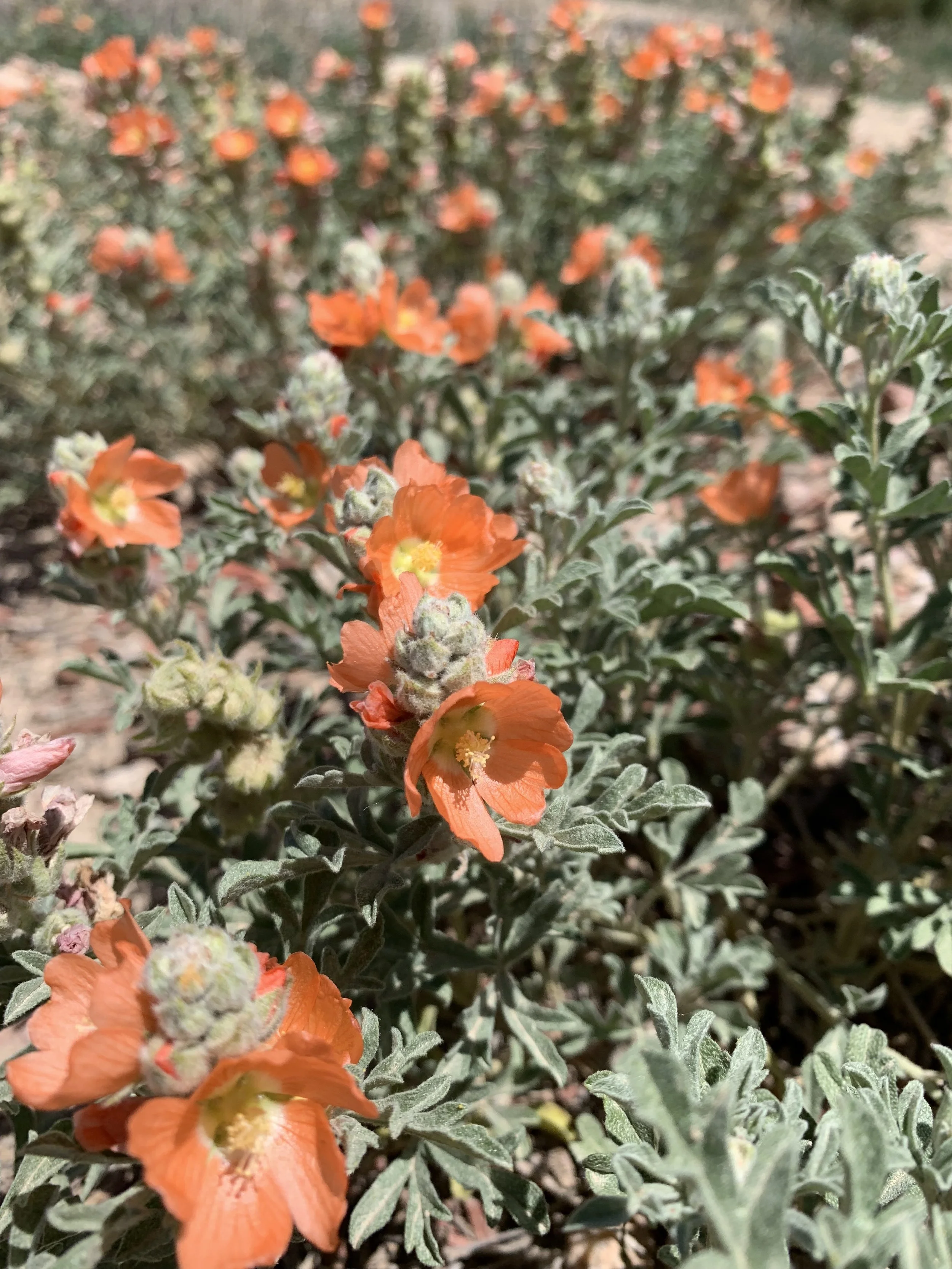 Scarlet Globe Mallow: The Hunger, Beauty, and Pain