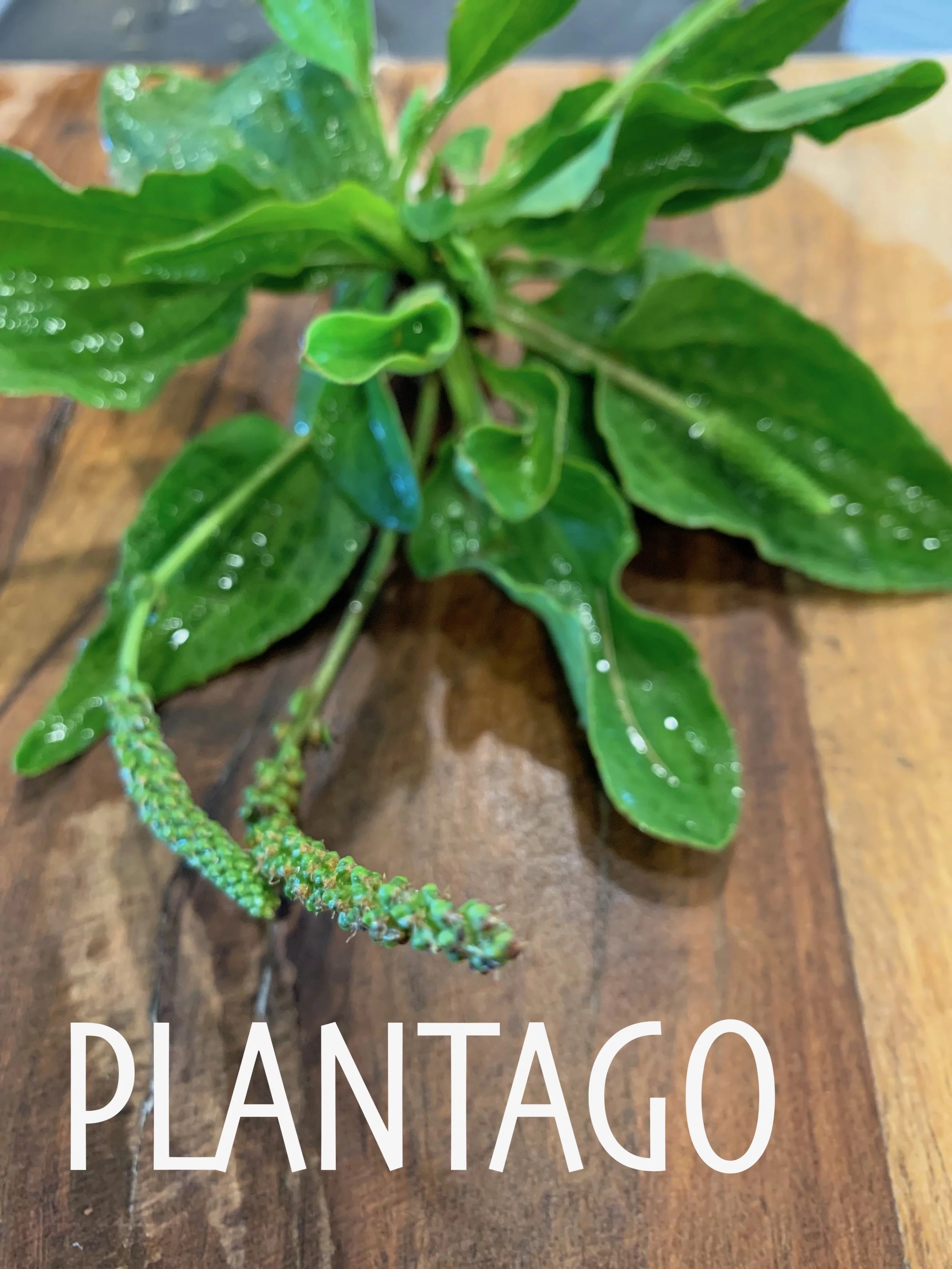 Plantago: Shakespeare, Potions, and One Mad Terrier.