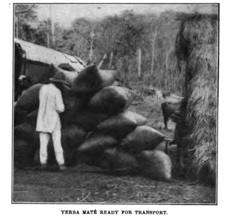 Creative Commons image retrieved from Pan American Union. (1916). Yerba mate: the tea of South America ... Washington: Govt. Print. Off.