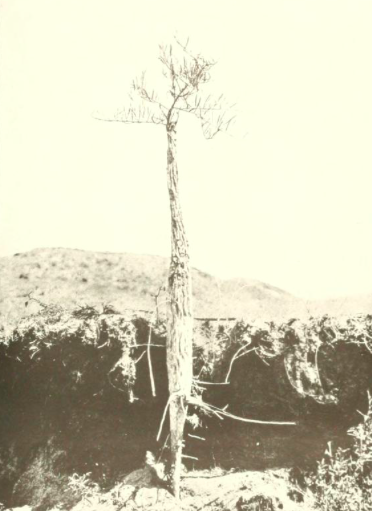 Image retrieved under Creative Commons licensure from Gilmore, M. R. (1919). Uses of plants by the Indians of the Missouri River region . Lincoln: University of Nebraska Press.