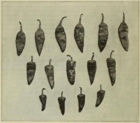 Dr. Fabián Garciá’s Work in Breeding Chiles Laid Bare. Bottom row: four native chilies. Middle row: five undesirable intermediate types. Top row: six improved chilies labeled, No. 9, in one of Garciá’s study. Garciá, F. (1916). Chile Pepper Culture. The New Mexico Farm Courier, 4 (3), 638.