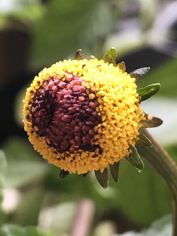 Electric Daisy Flower grown happily from a clay pot in Colorado.
