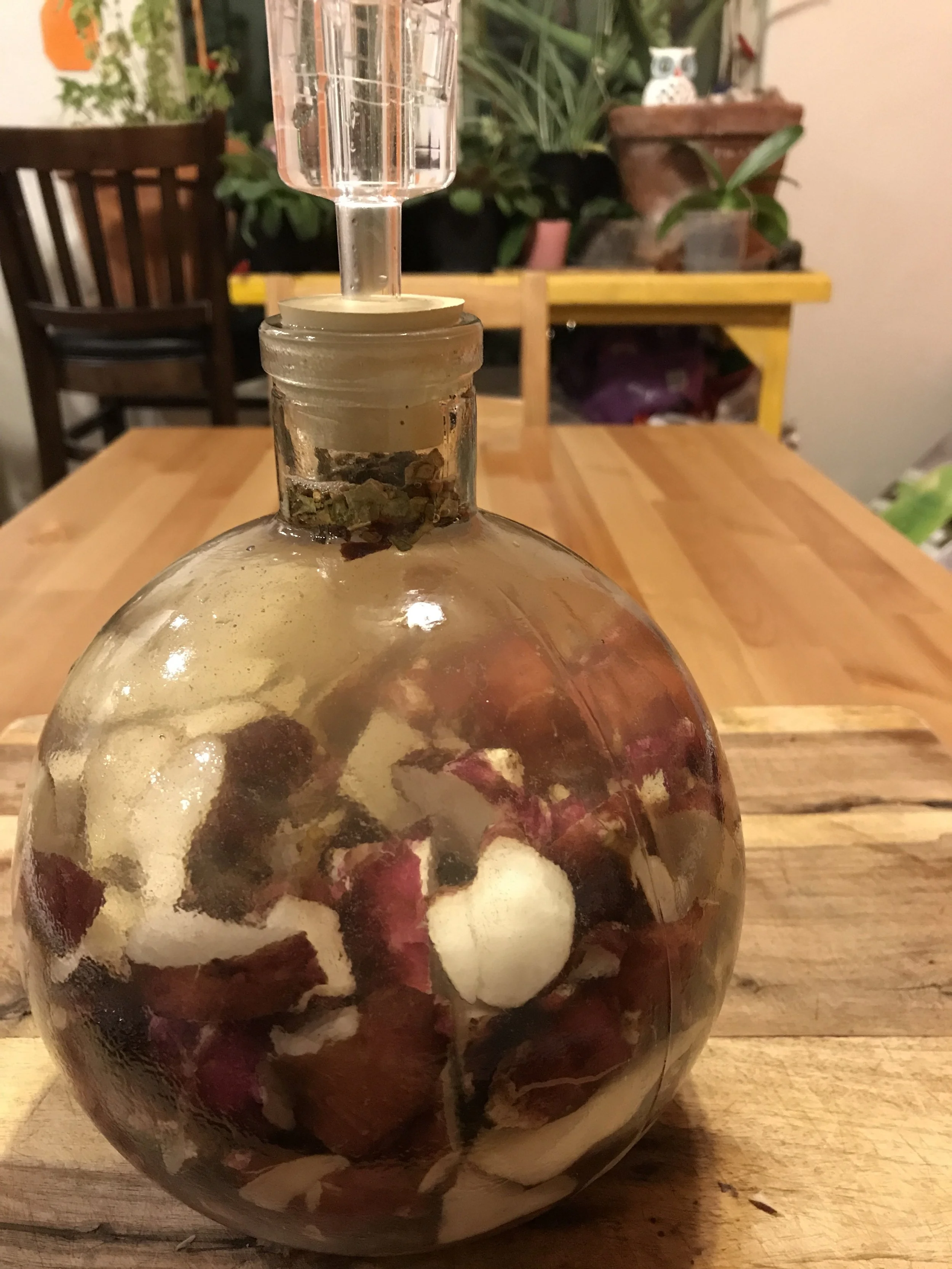 My first fermentation setup for sun chokes.