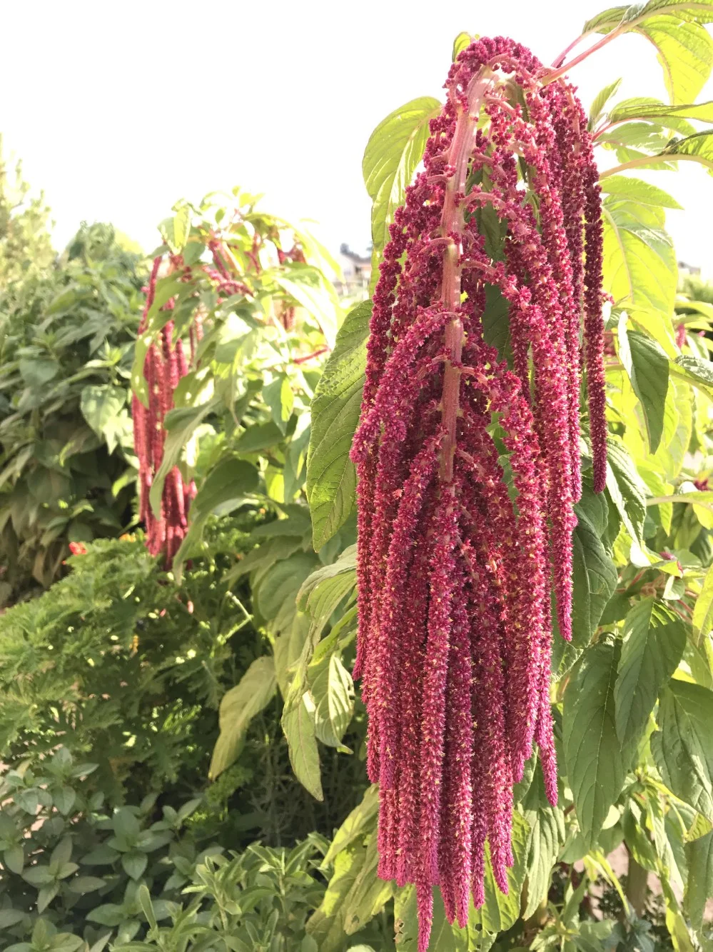 Amaranths: Seed Crops with a Bloody Past