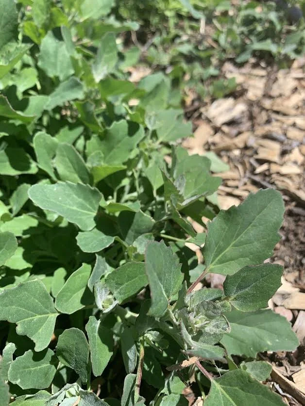 Lambsquarter: My Favorite Wild Green