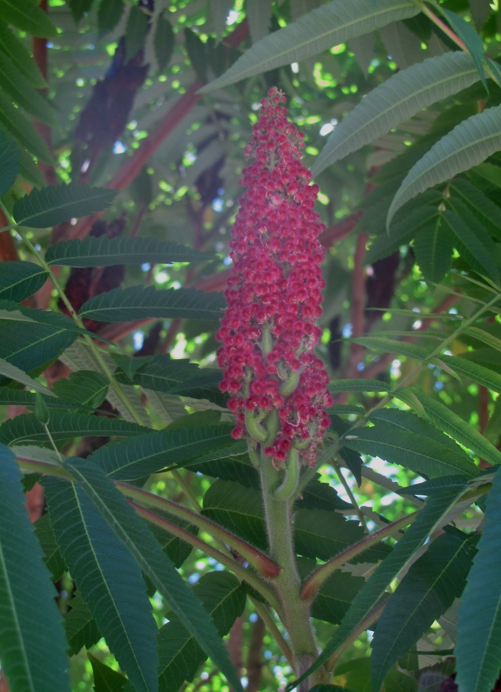 Smooth Sumac.jpg