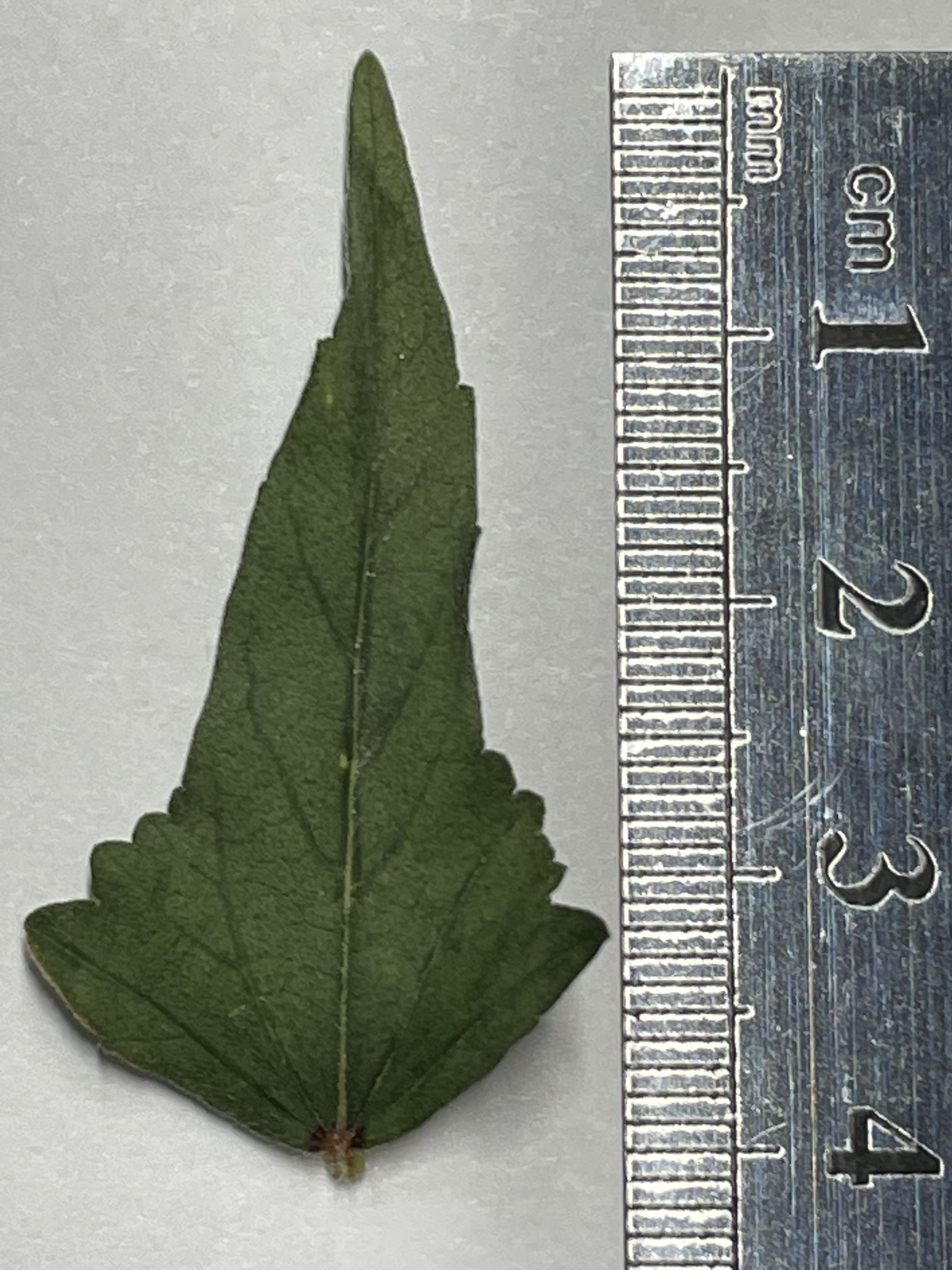 Leaf shape
