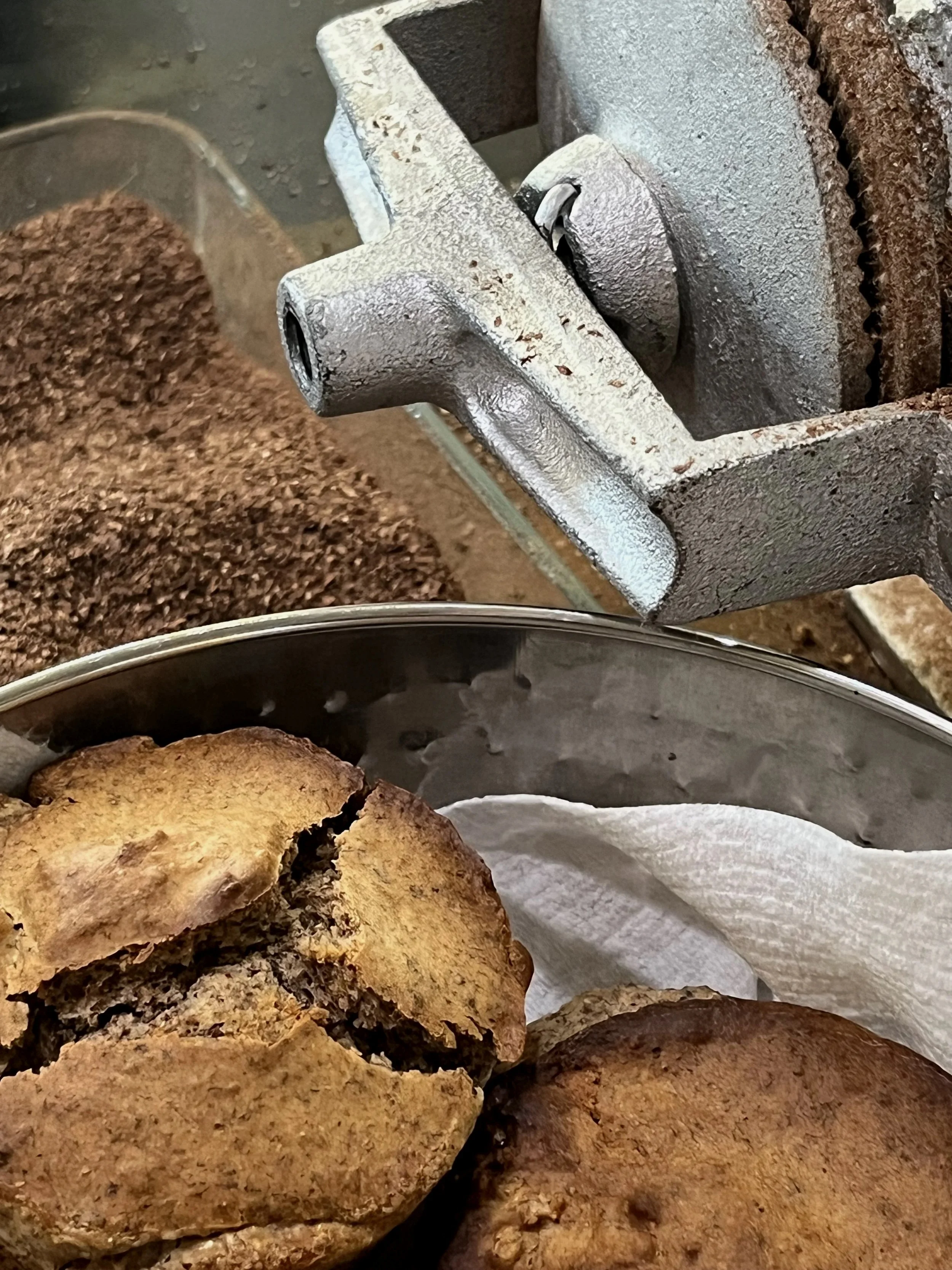 Fresh-baked curly dock seed muffins made from wild-foraged curly dock flour. These rustic muffins have a nutty and citrusy flavor similar to whole wheat and showcase a traditional use of one of North America's most abundant edible wild plants.