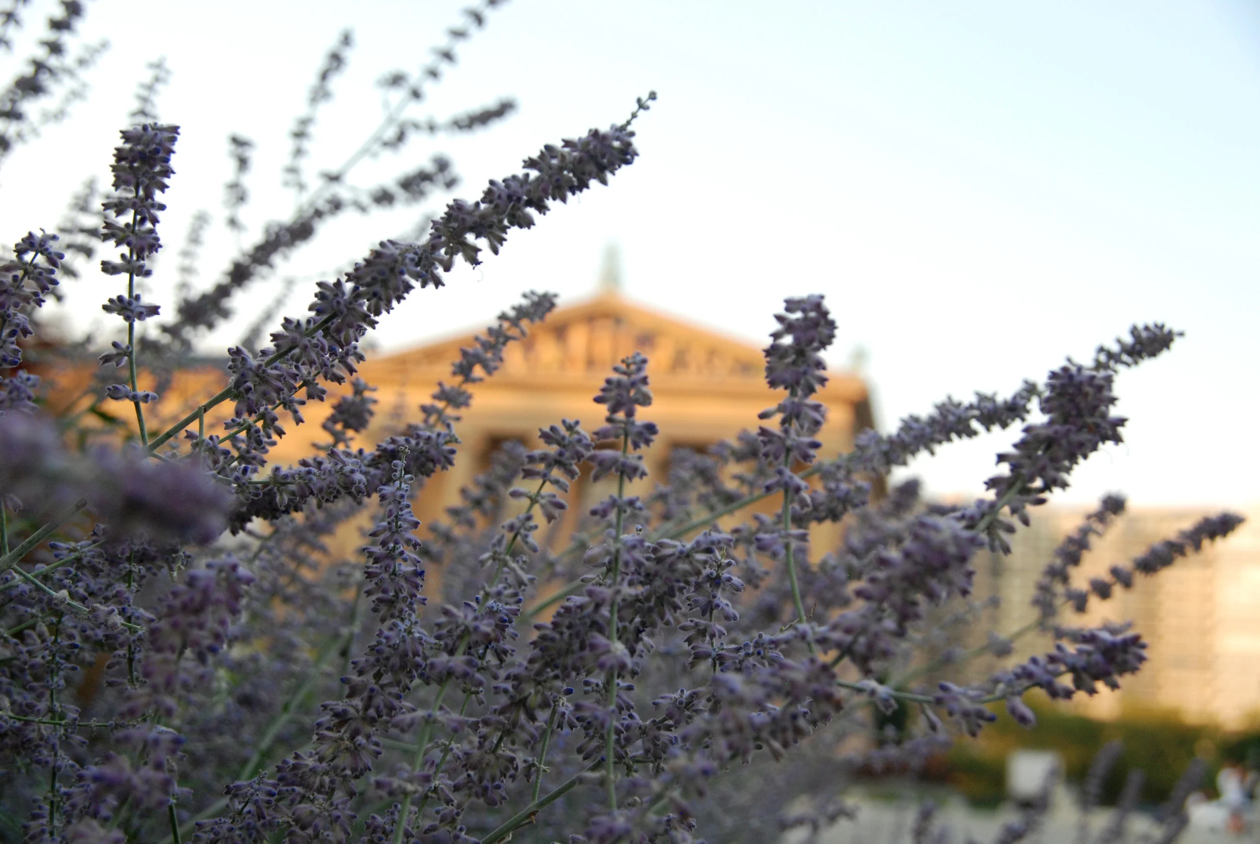 Lavender Art Museum 2.jpg