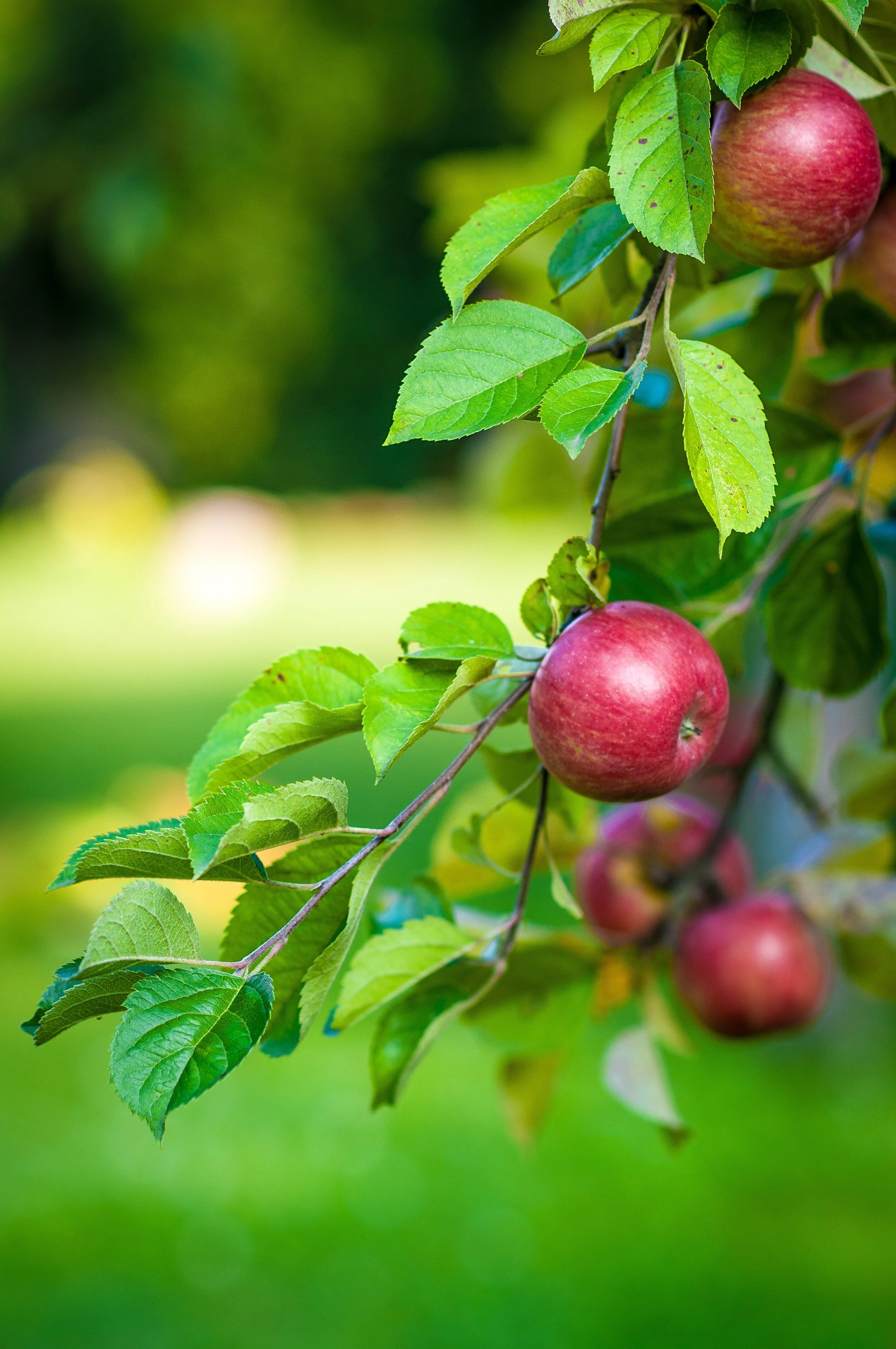 apples on tree.jpg