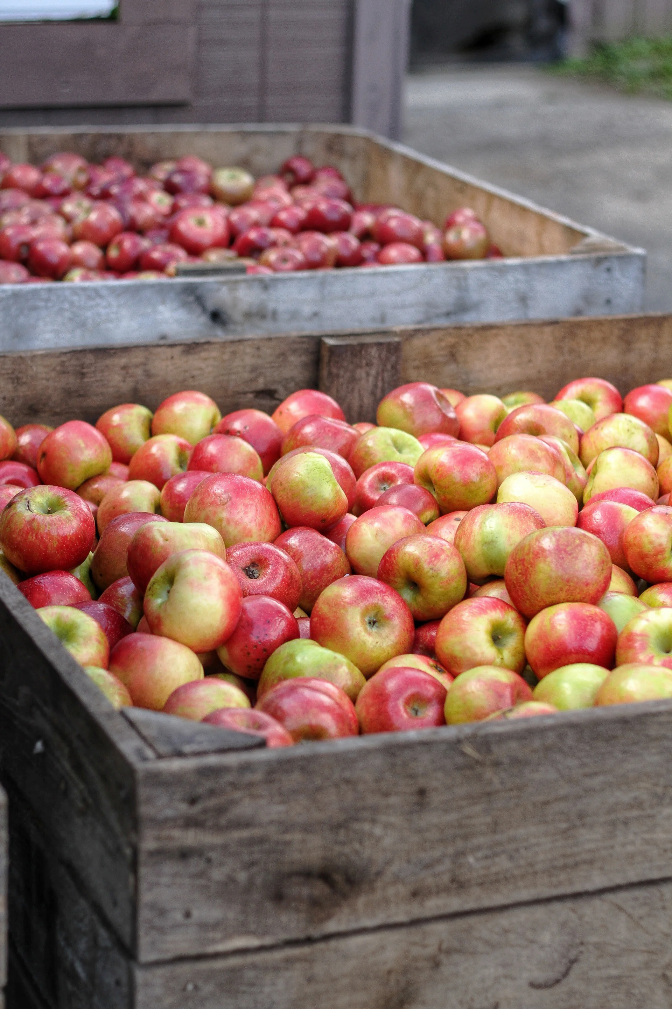 crates of apples edited.jpg