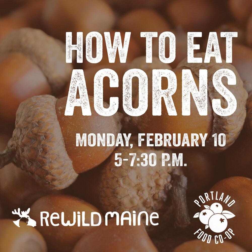 How to Eat Acorns - Wild Abundance
