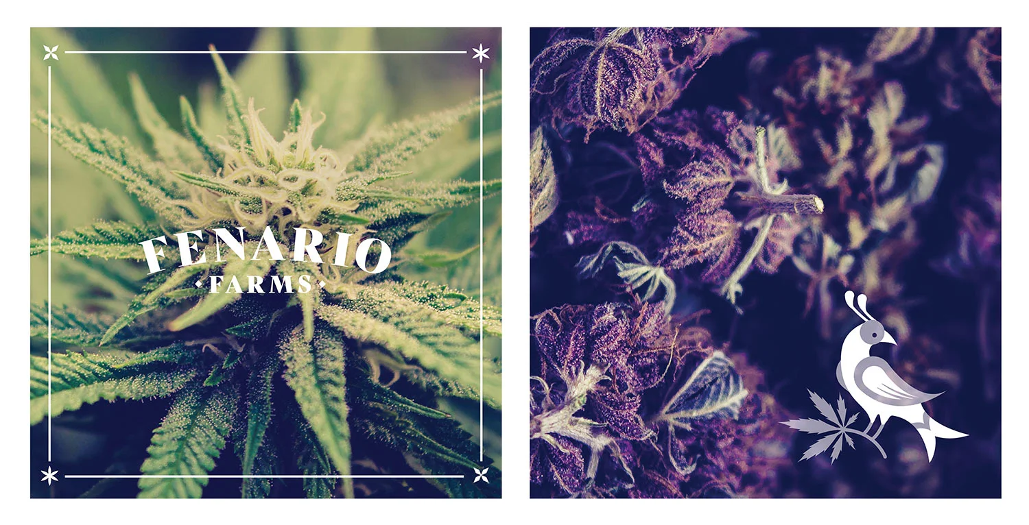 Fenario_Photo_Treatment.jpg