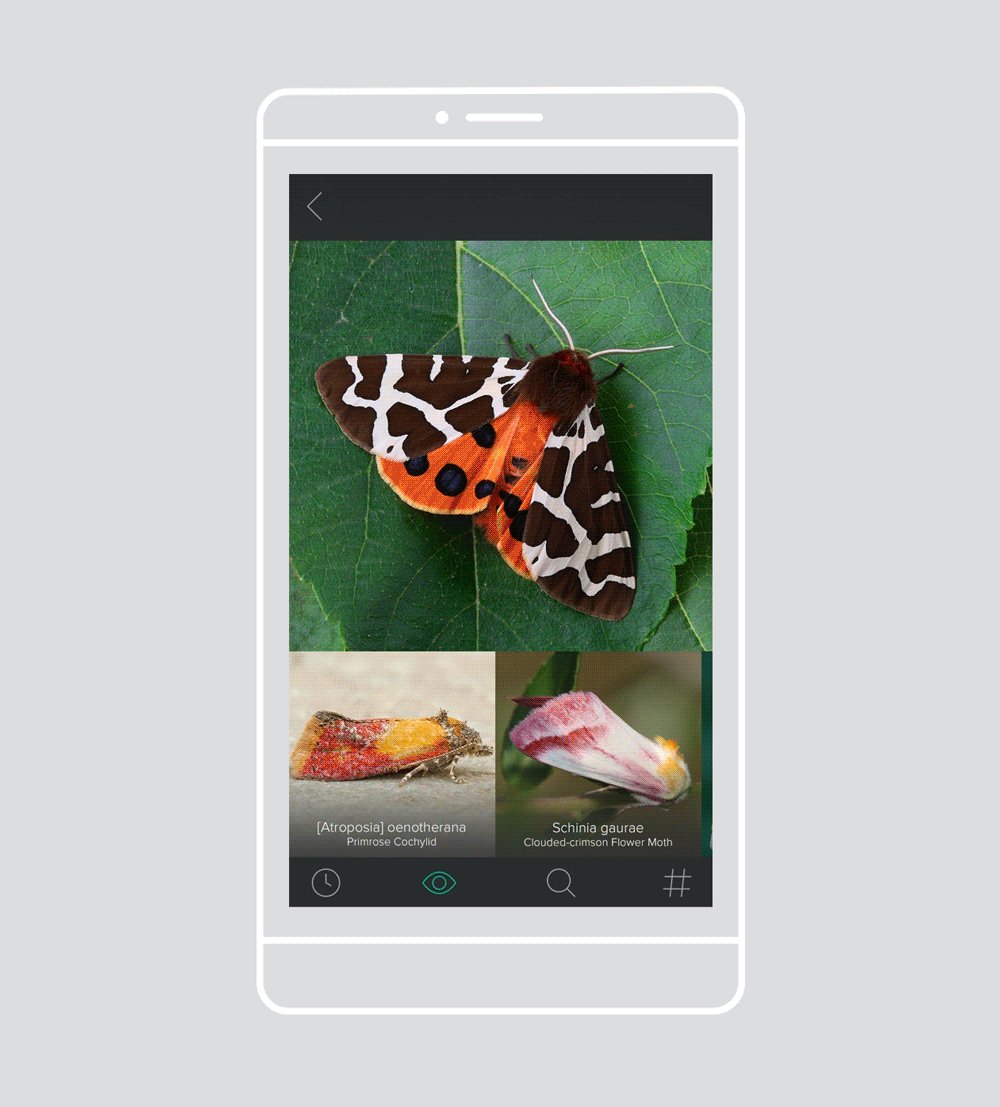 Fieldguide_Animation_C_2.gif