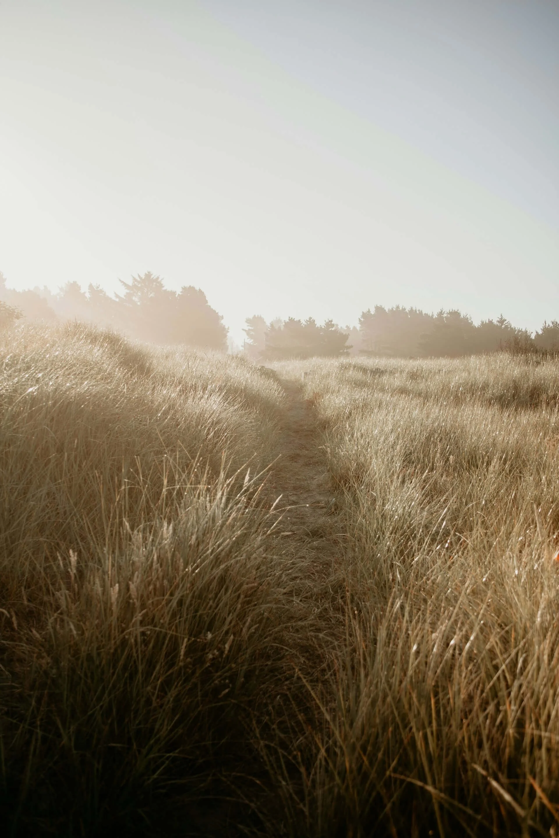 alexander-mcferon-Zx_DtD6XJGM-unsplash (1).jpg