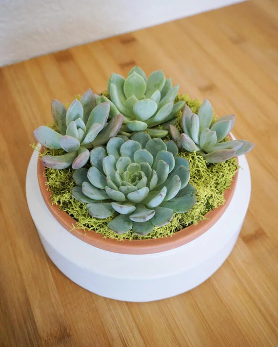 Blow Your Succs Off