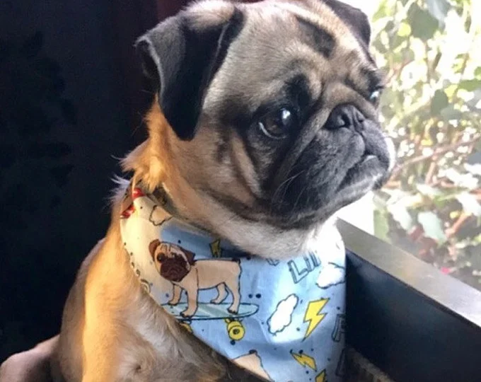 Frenchie Couture