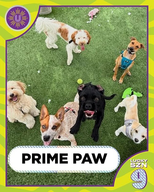 🌟 COMMUNITY PARTNERS SPOTLIGHT 🌟
UNDISCOVERED wouldn&rsquo;t be possible without our incredible community partners who continue to uplift, create, and cultivate spaces for connection, creativity, and culture 💛

🐾 @primepaw &ndash; San Francisco&r