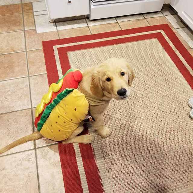 Squad Mascot does not like his costume because he can't eat it.