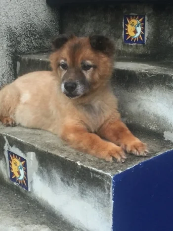Here's Ulysses hanging out on the stairs leading to the mirador at our second house in Merida in the colonia of Chuminopolis. In this photo, taken a year ago (2016), he was 19-years-old. He truly does amaze as he runs through the house and yard like a puppy. His selective hearing works better than mine. He has also earned some pretty important roles in several of my books.
