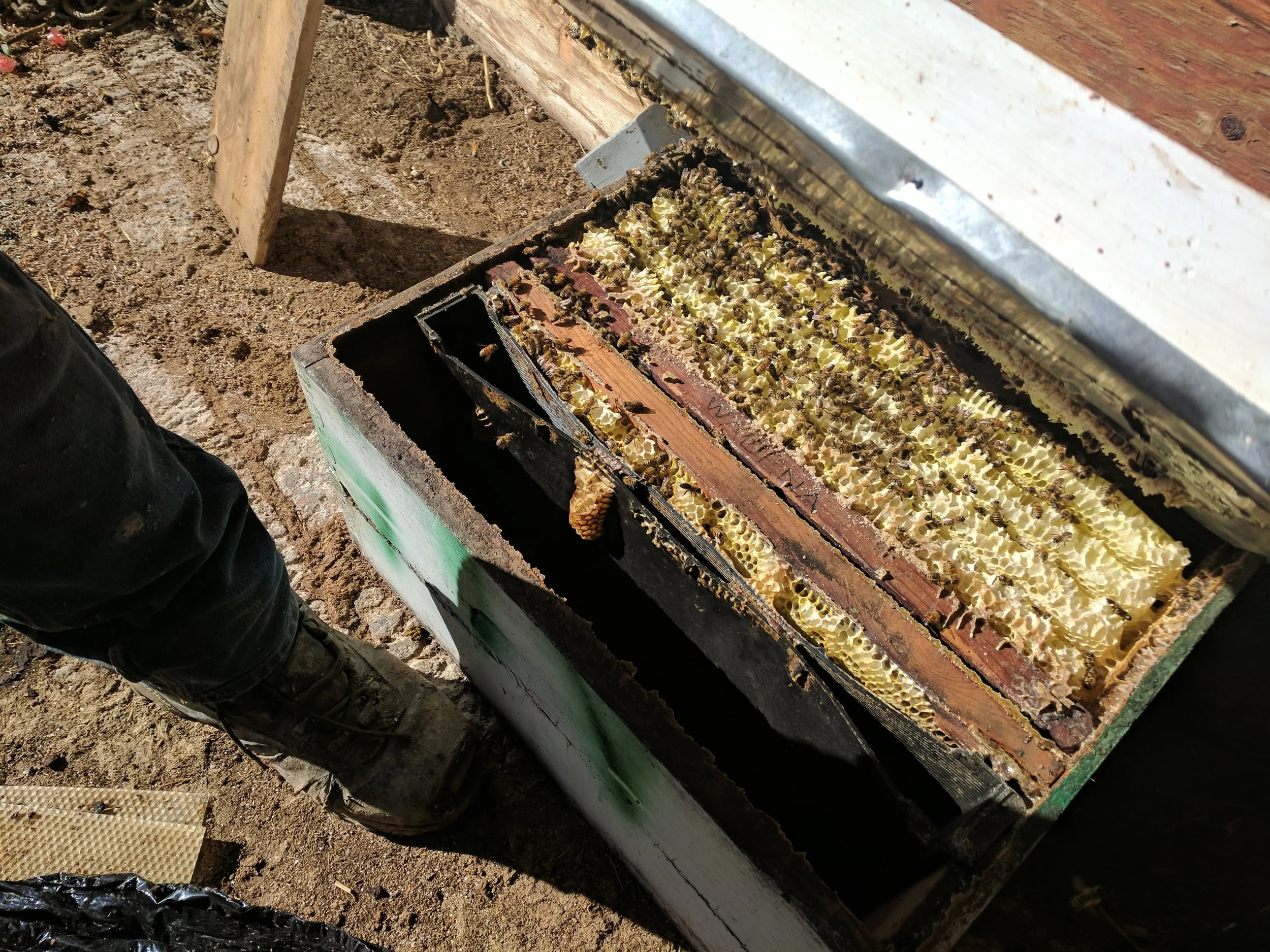 This beehive was a swarm! We were not aware of this until we went to move what we thought was an empty box! Look at how the bees built "frames" by the man made wood ones. This swarm was found too late in the year to survive the winter by itself so it was added to another beehive.