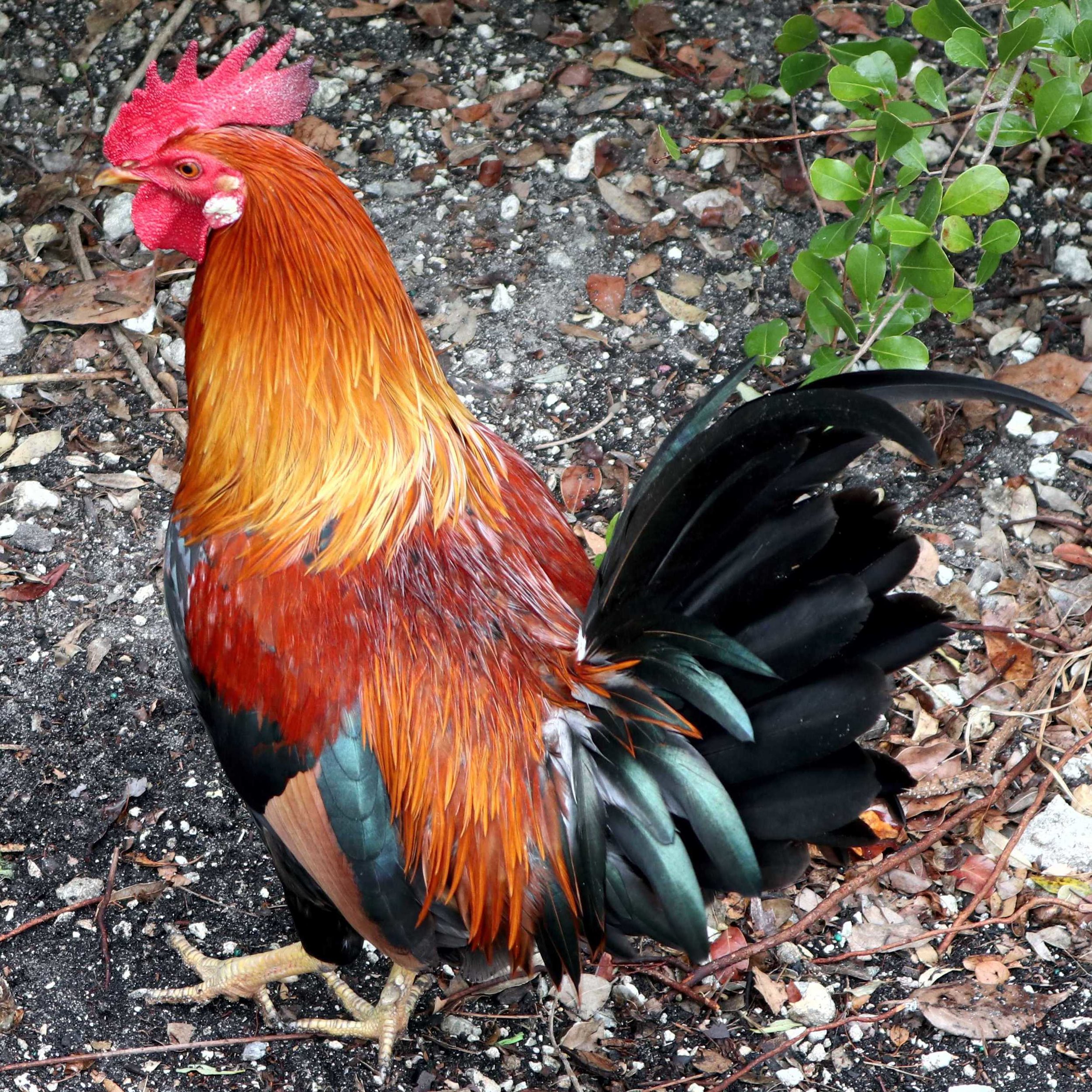 rooster.JPG