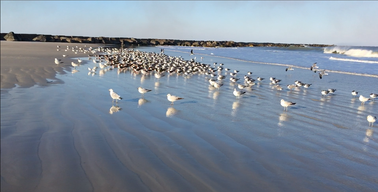 gulls.png