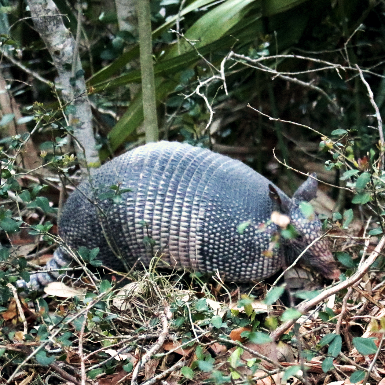 5_armadillo.png