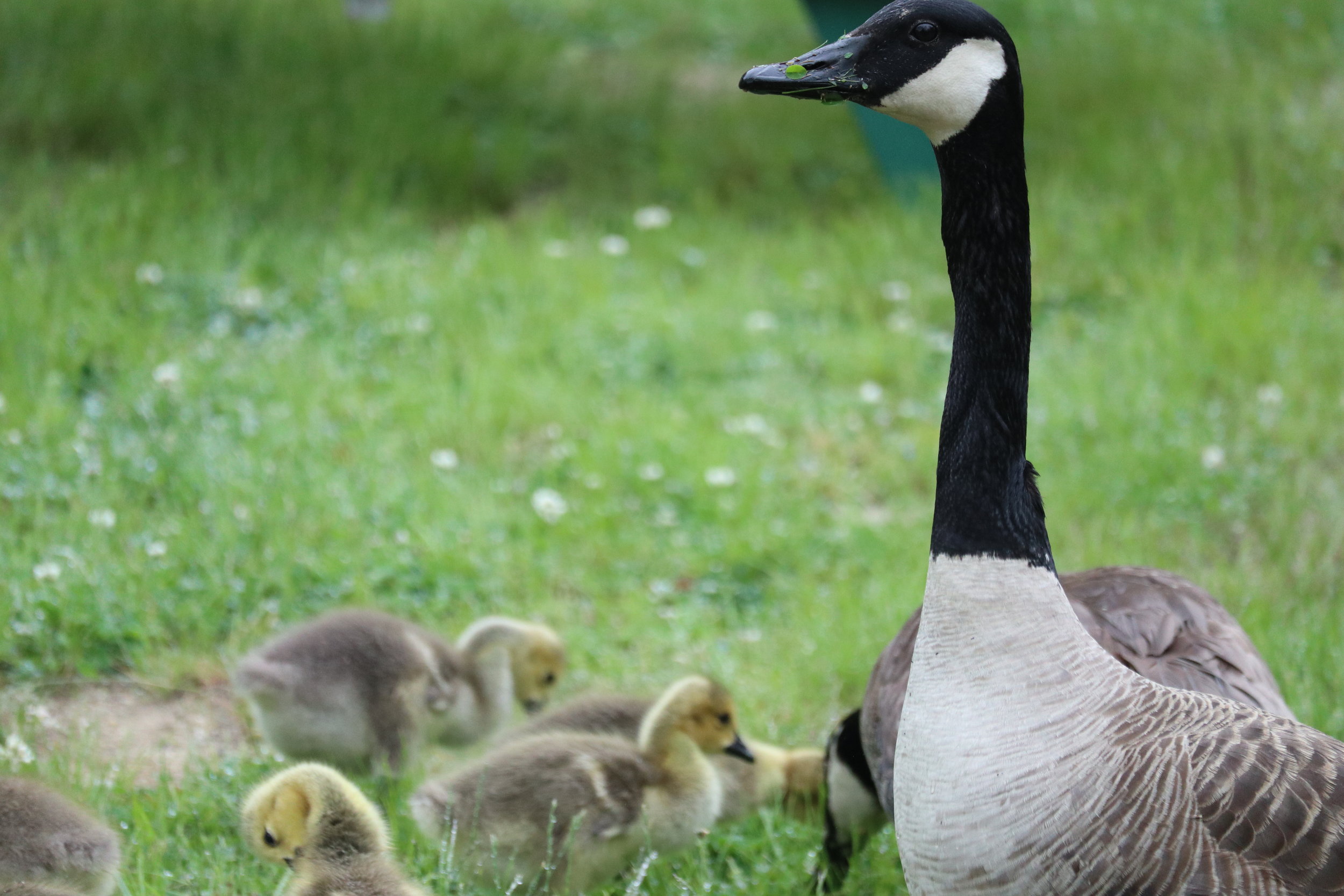 canadageese.JPG