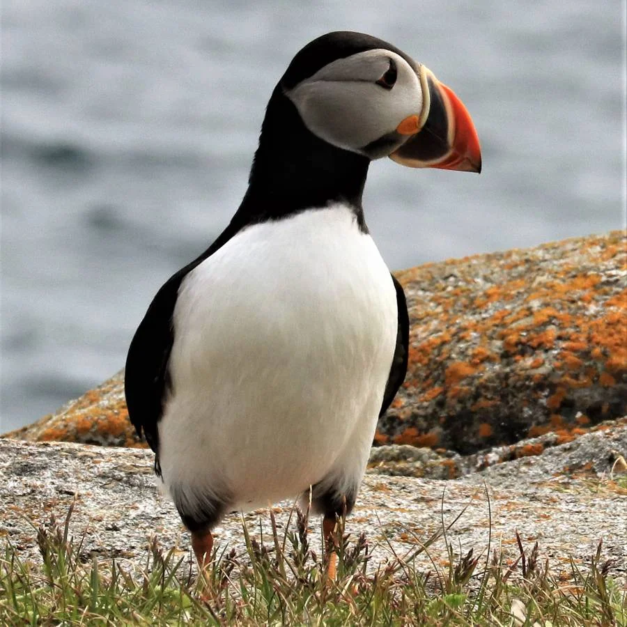 thumbnail puffin.JPG
