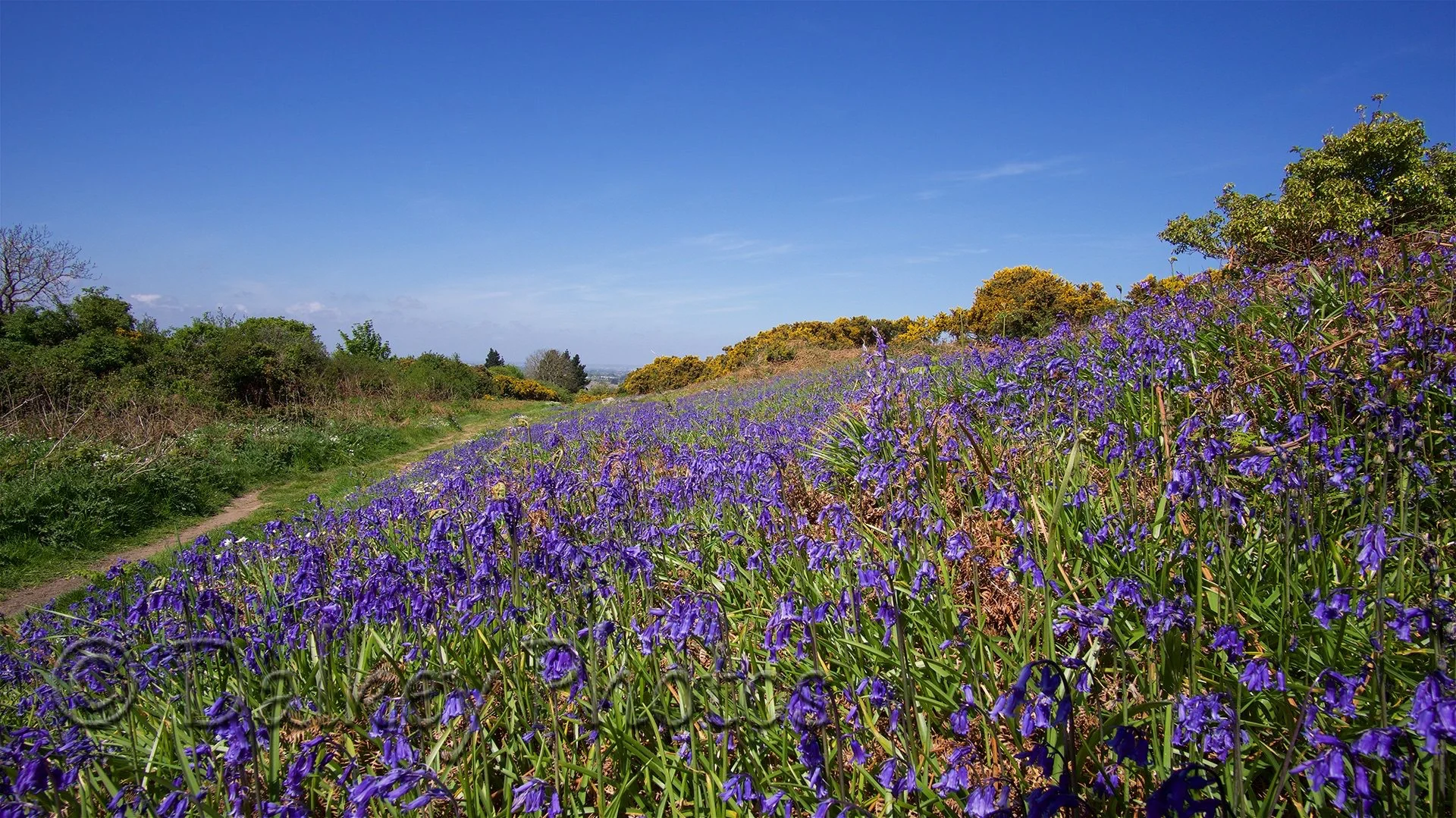 Bluebells on Mullin's Hill B4061.jpg