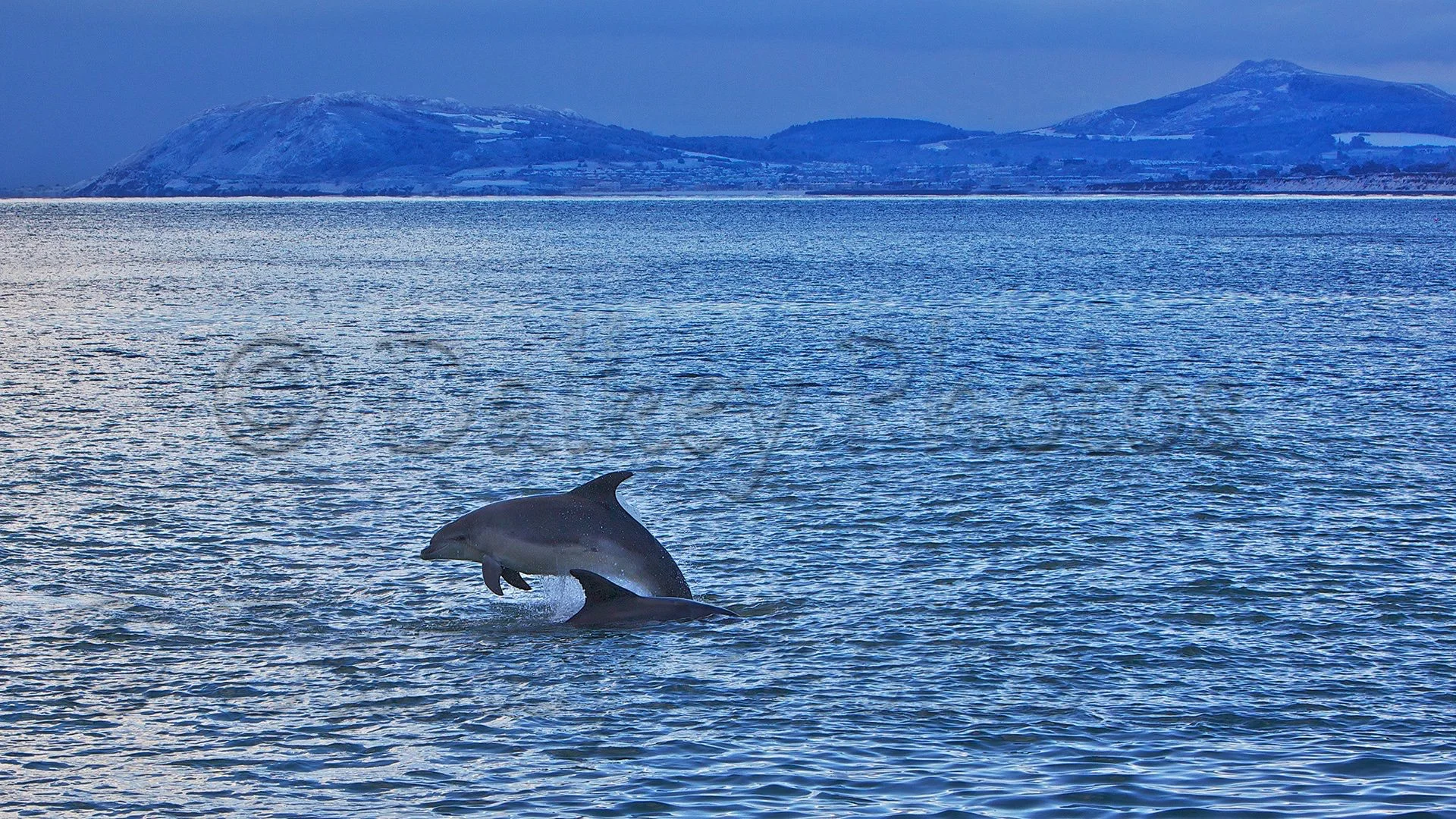 Dolphins in Killiney Bay A461.jpg