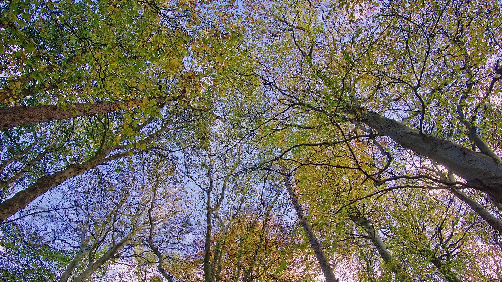 In the Forest B4086.jpg